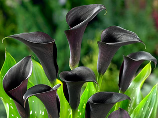 uploads/images/Purple_calla_2_317x238_crop_center
