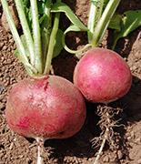 uploads/images/Radishes1 34f87687320533af72ce0b1199e7a2292212772891b8df361a7472e2ecc52ee2