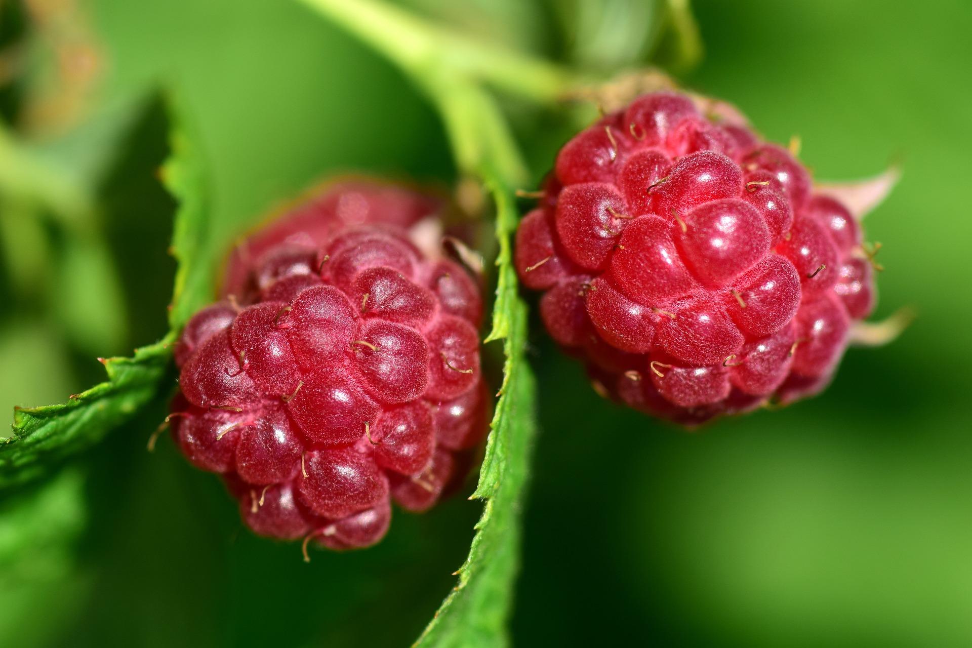 uploads/images/Raspberries 2410428_1920