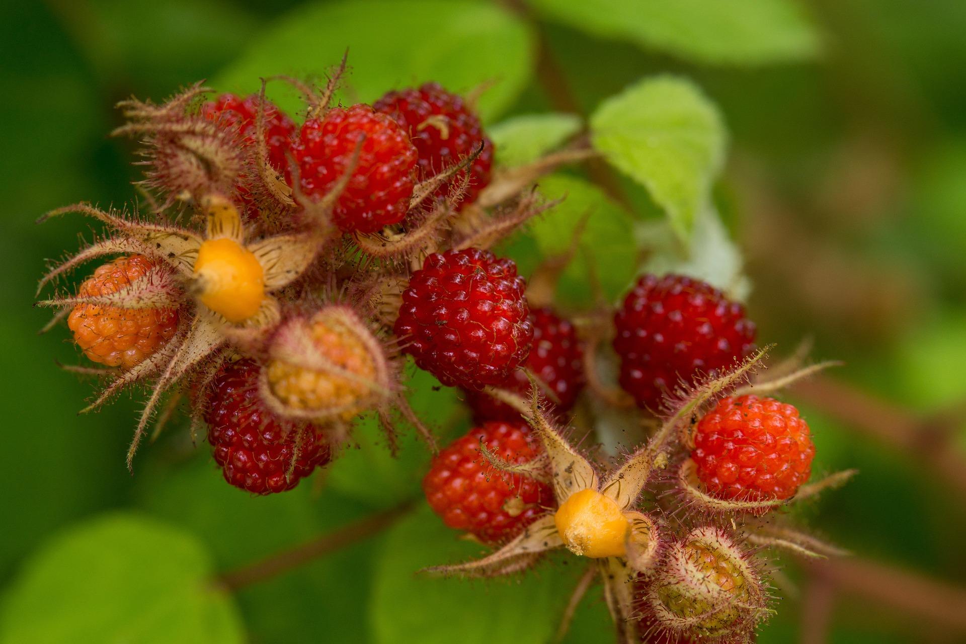 uploads/images/Raspberry 4797395_1920