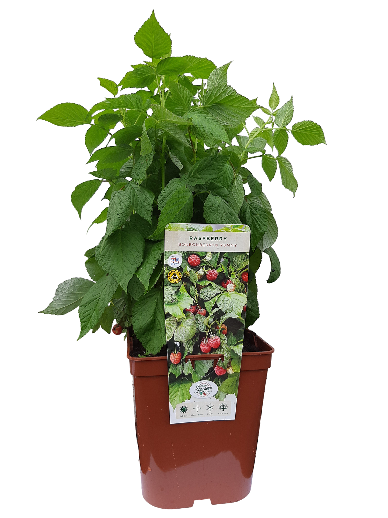 uploads/images/Raspberry 5l