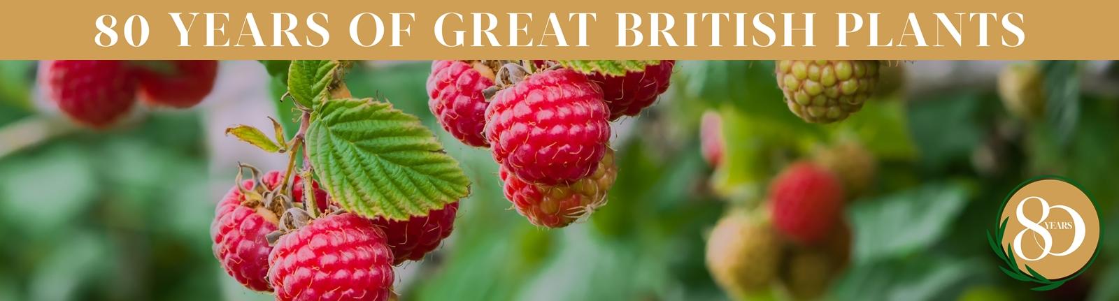 uploads/images/Raspberry Banner_80th