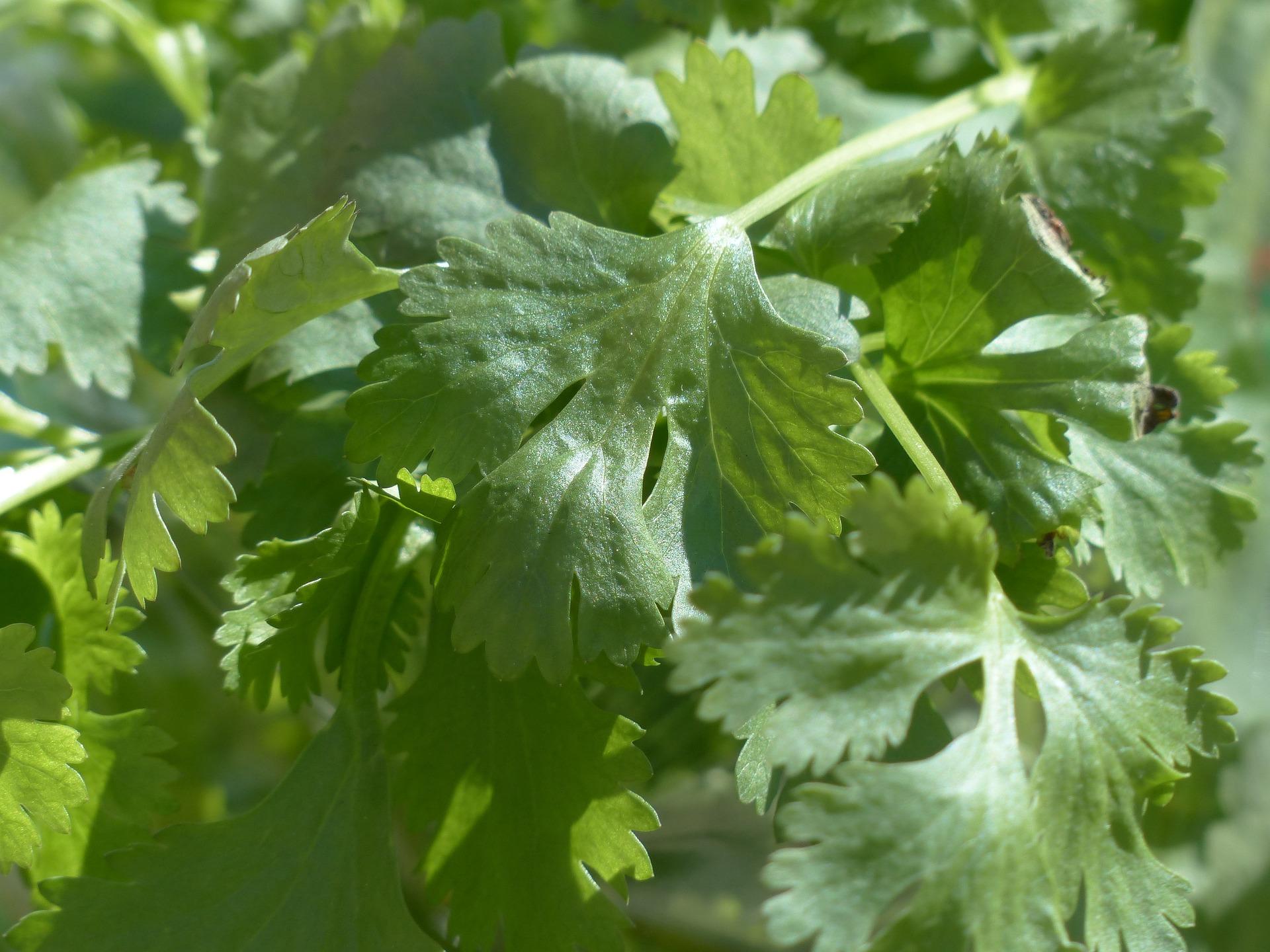 uploads/images/Real Coriander 115372_1920