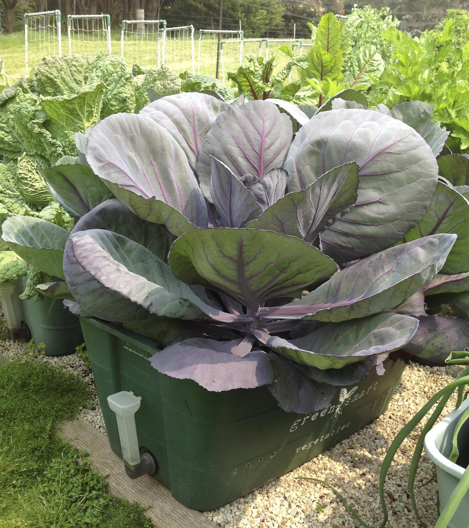 uploads/images/Red_cabbage_gs_pot