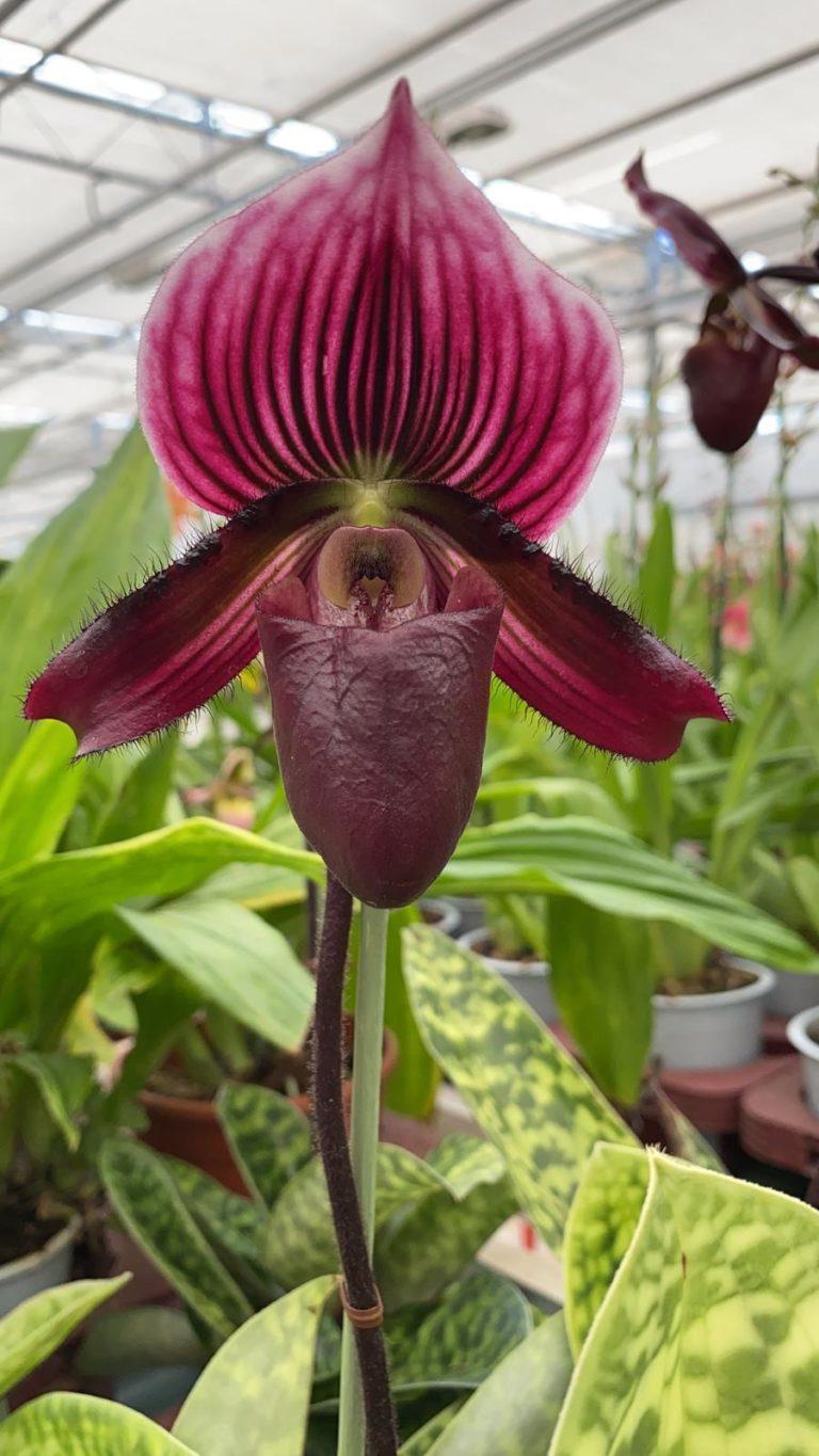 uploads/images/Rho 1