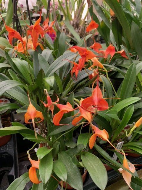 uploads/images/Rho 2