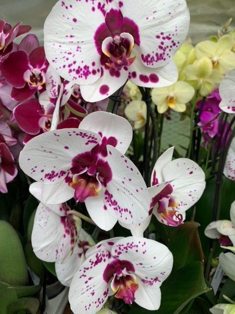 uploads/images/Rho 3