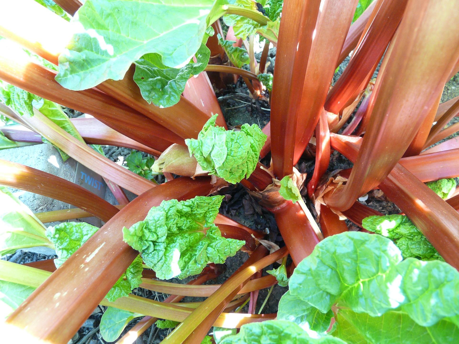 uploads/images/Rhubarb 54084_1920