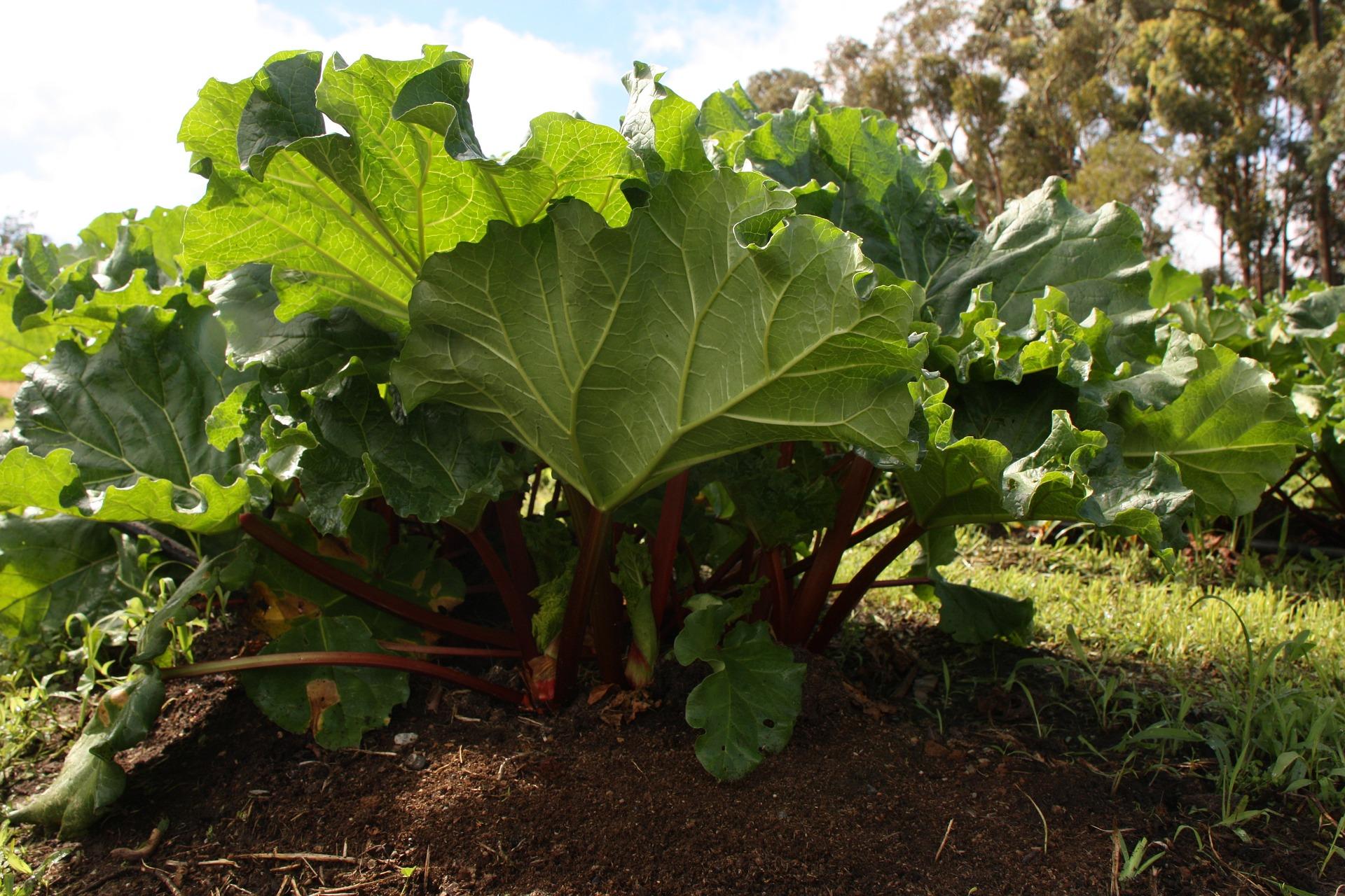 uploads/images/Rhubarb Plant 1406455_1920