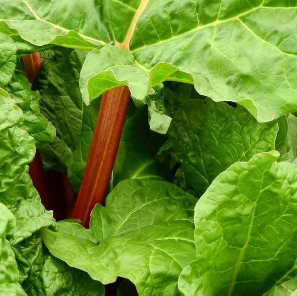 uploads/images/Rhubarb