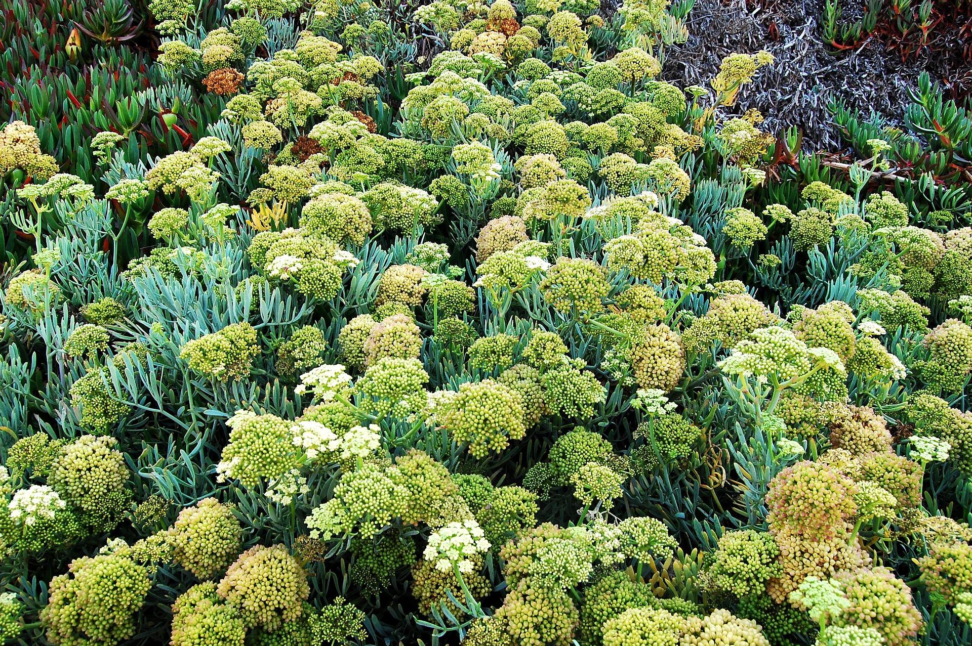 uploads/images/Rock Samphires 6584159_1920