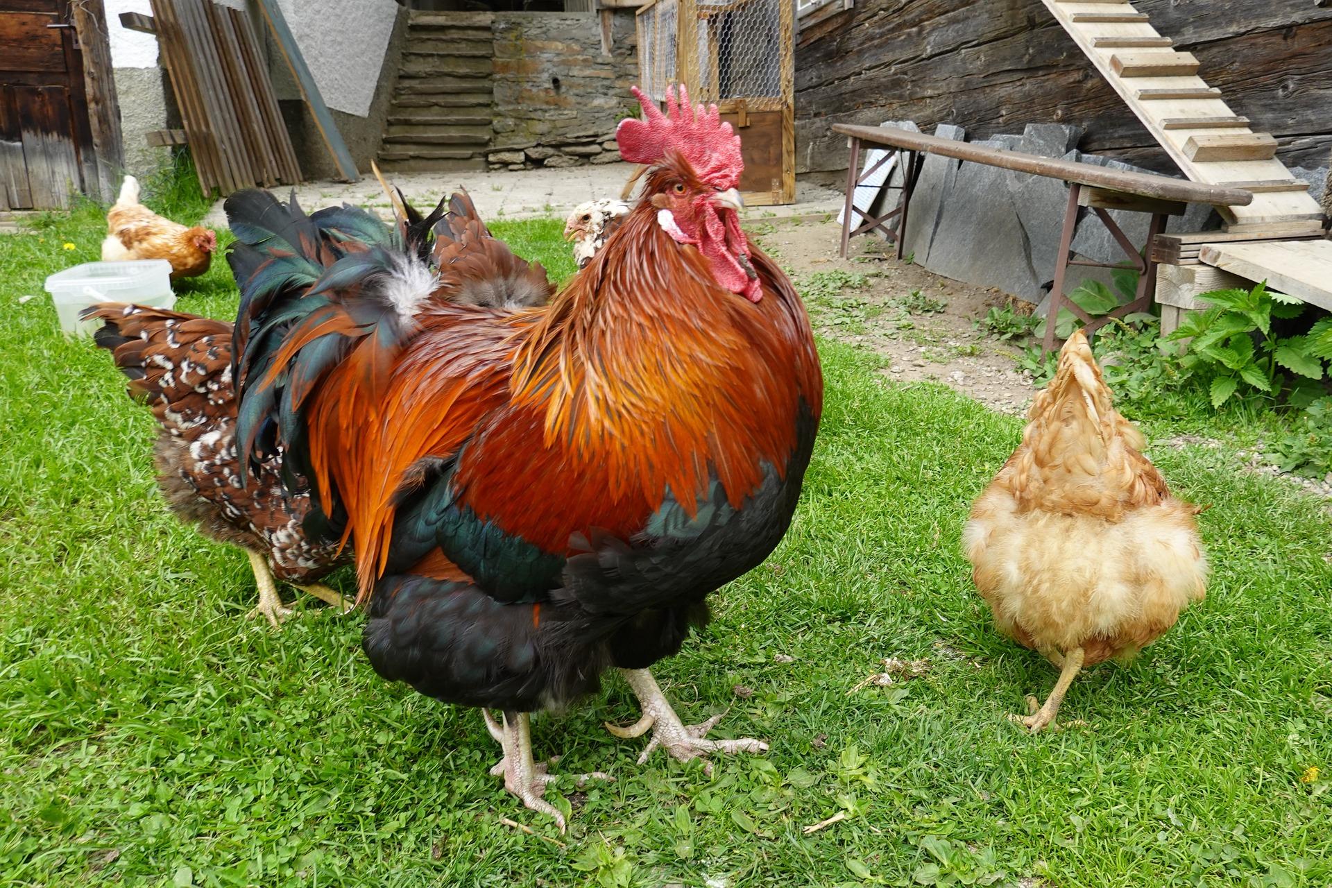 uploads/images/Rooster 7207864_1920