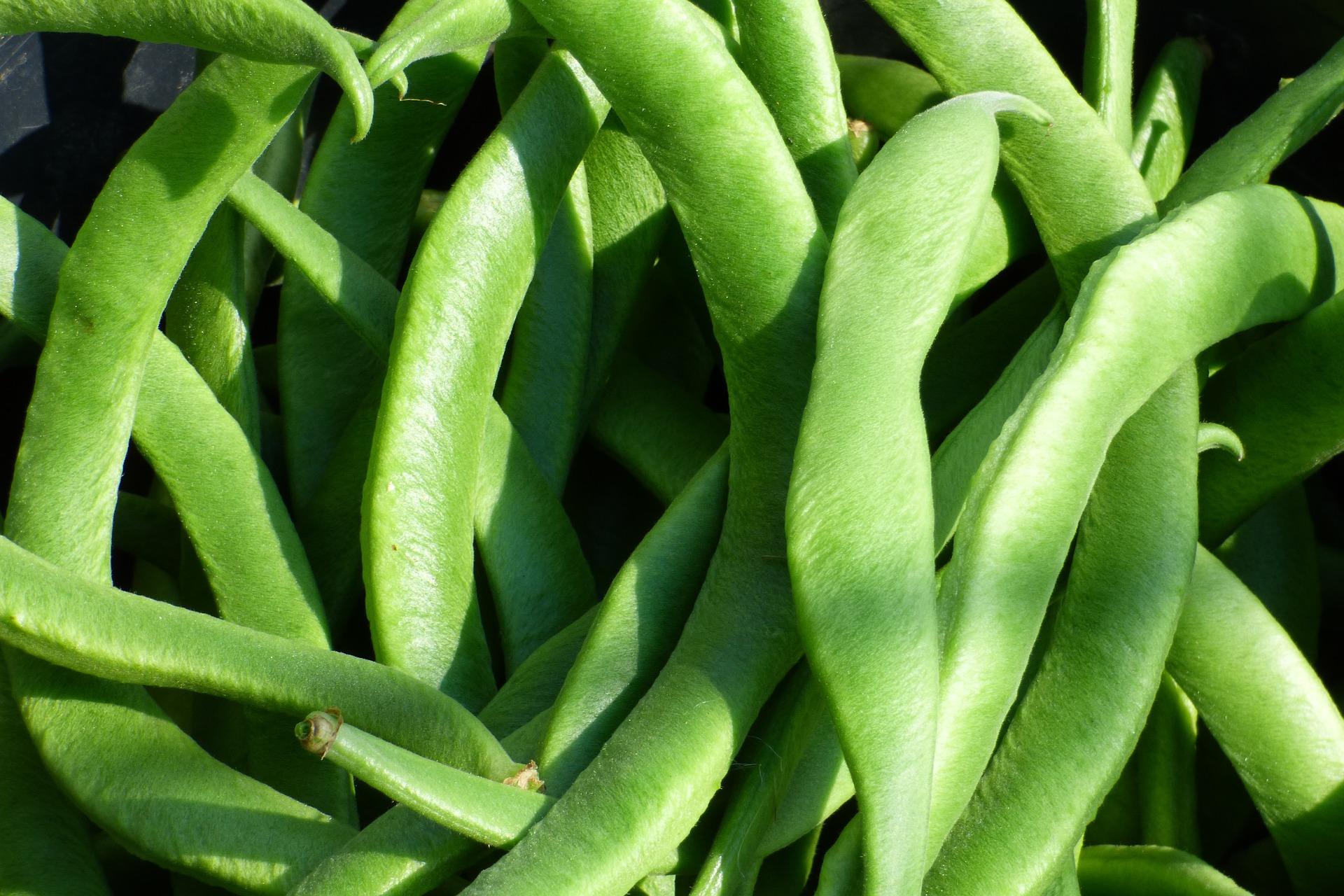 uploads/images/Runner Beans 1073214_1920