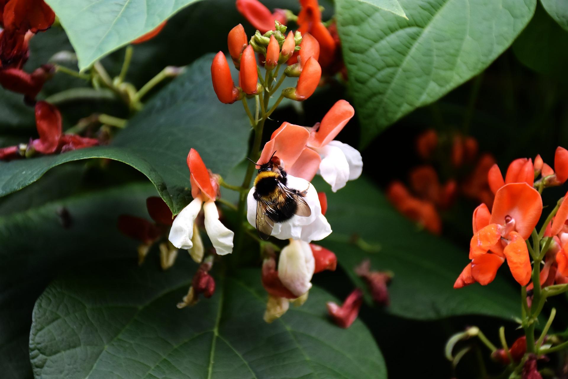 uploads/images/Runner Beans 5357180_1920 0ce1b55744781b3a3a2665ca923db84c