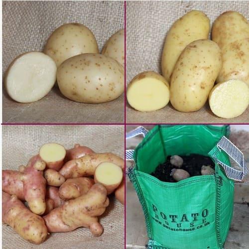 uploads/images/Salad Pack 23