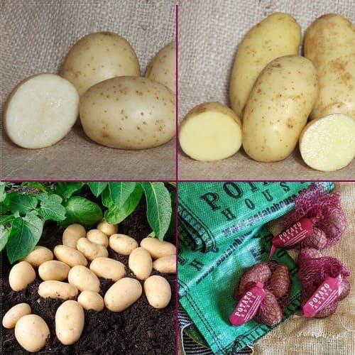 uploads/images/Potato House Salad Pack 25 Bamb Charl Jazz