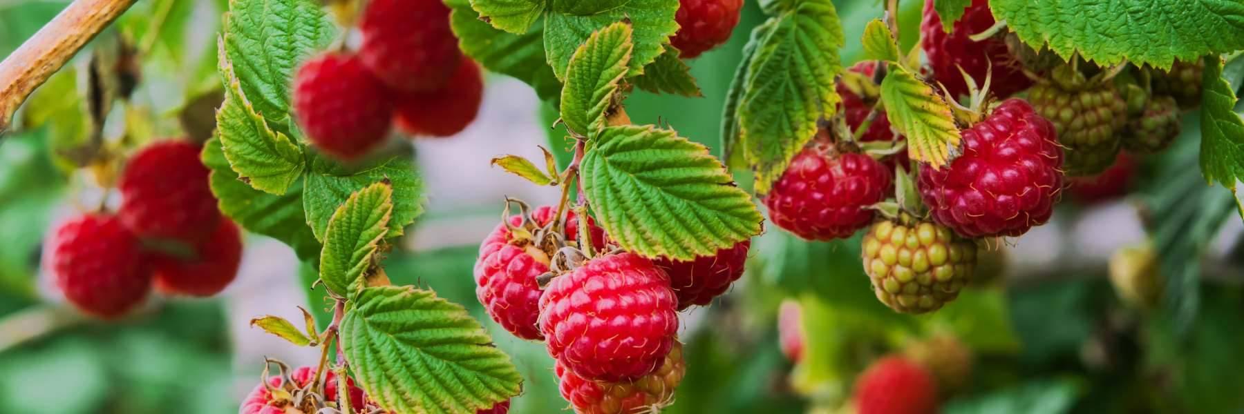 uploads/images/Scottish Raspberry Canes
