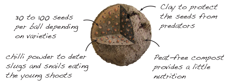 uploads/images/Seedball Cutaway2d