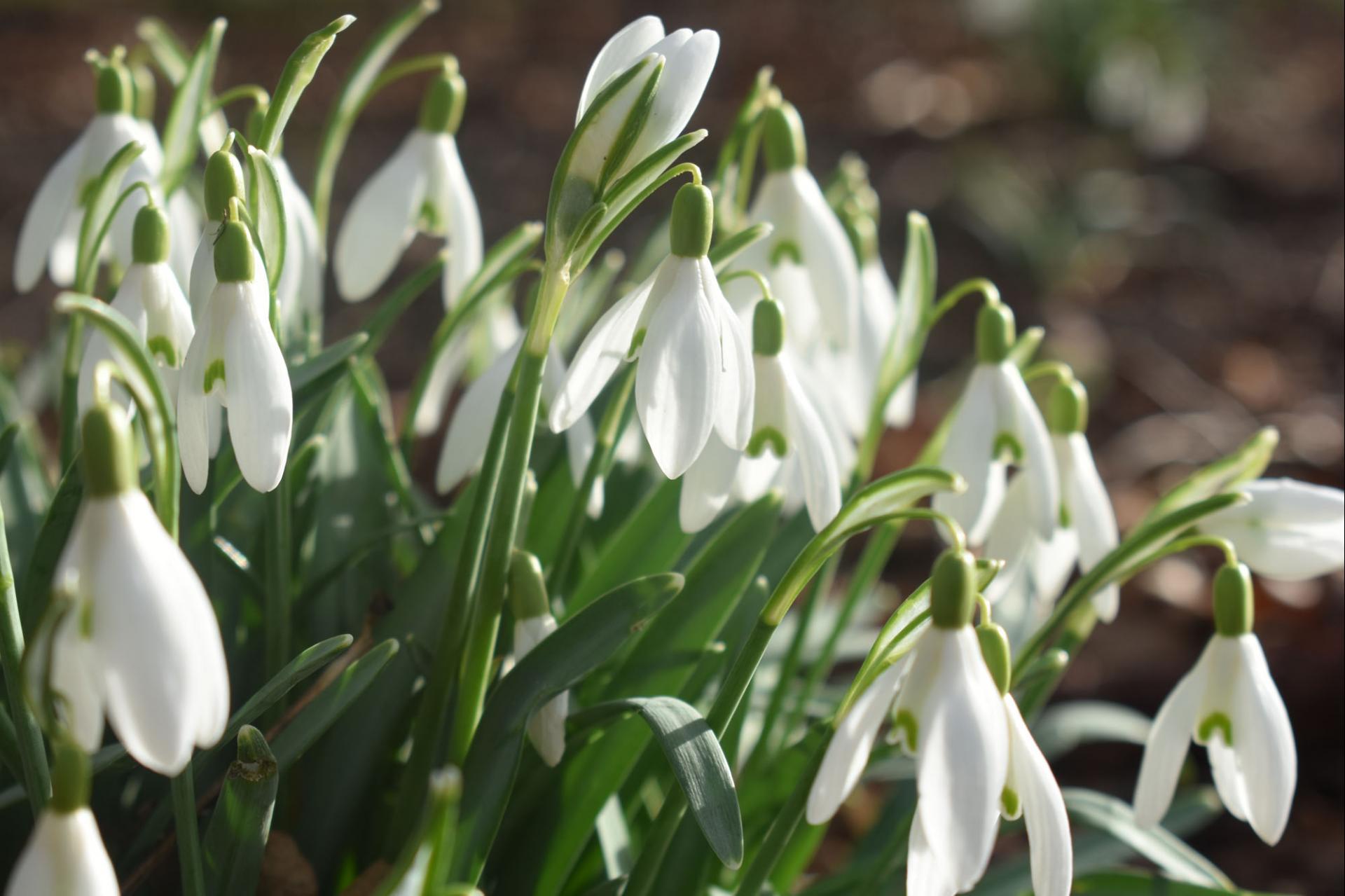 uploads/images/Snowdrops Gt