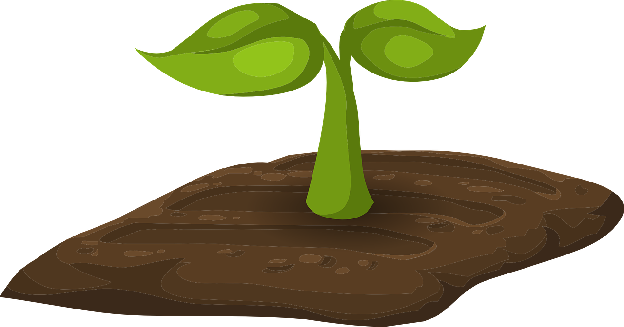 uploads/images/Sprouts 576230_1280