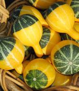 uploads/images/Squashespumpkins1 7936afbceff15c6f346a959bd9b6b85ccac1a4696a62345e10b9bb1c3994eb80