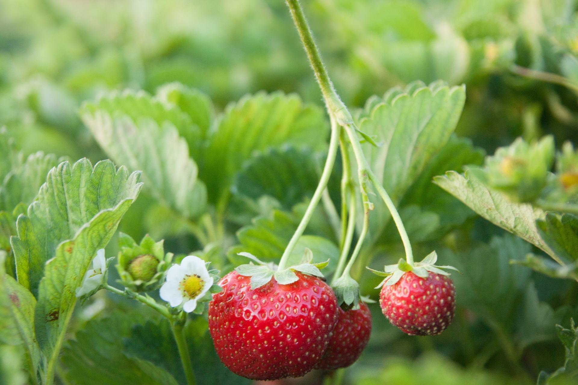 uploads/images/Strawberries 5043646_1920