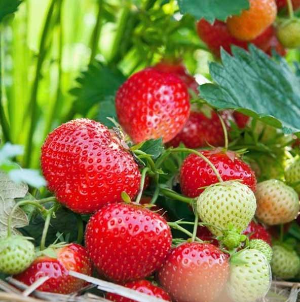 uploads/images/Strawberry