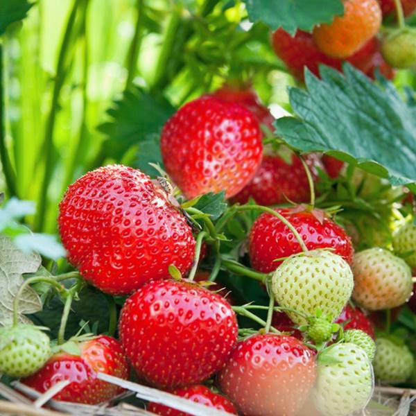 uploads/images/Strawberry_albion