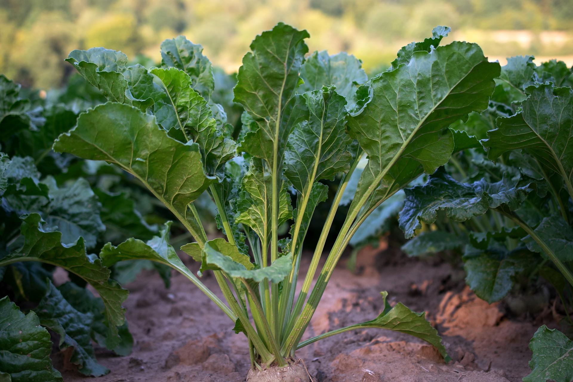 uploads/images/Sugar Beet 4138196_1920