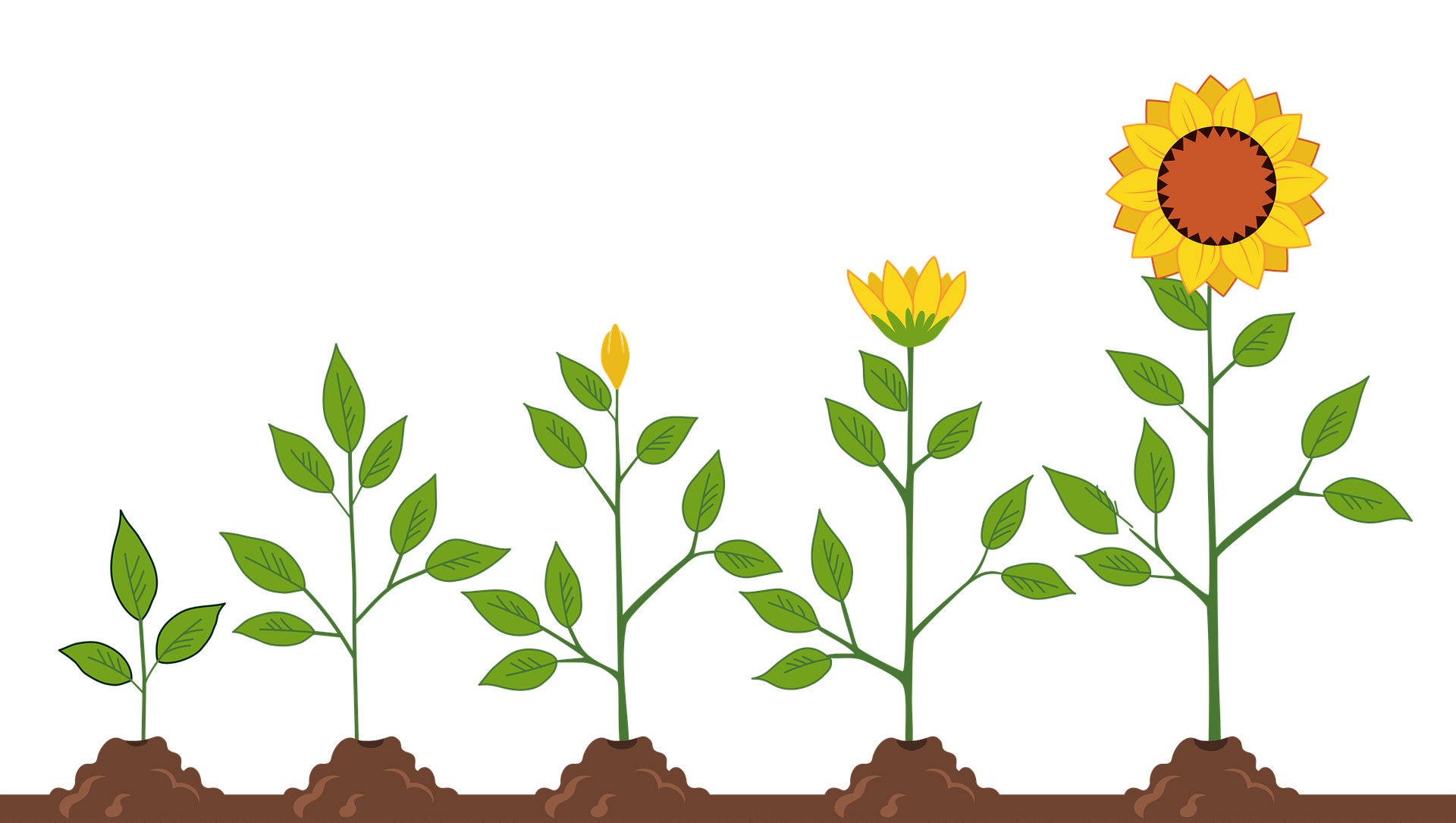 uploads/images/Sunflowers 5665223_1920