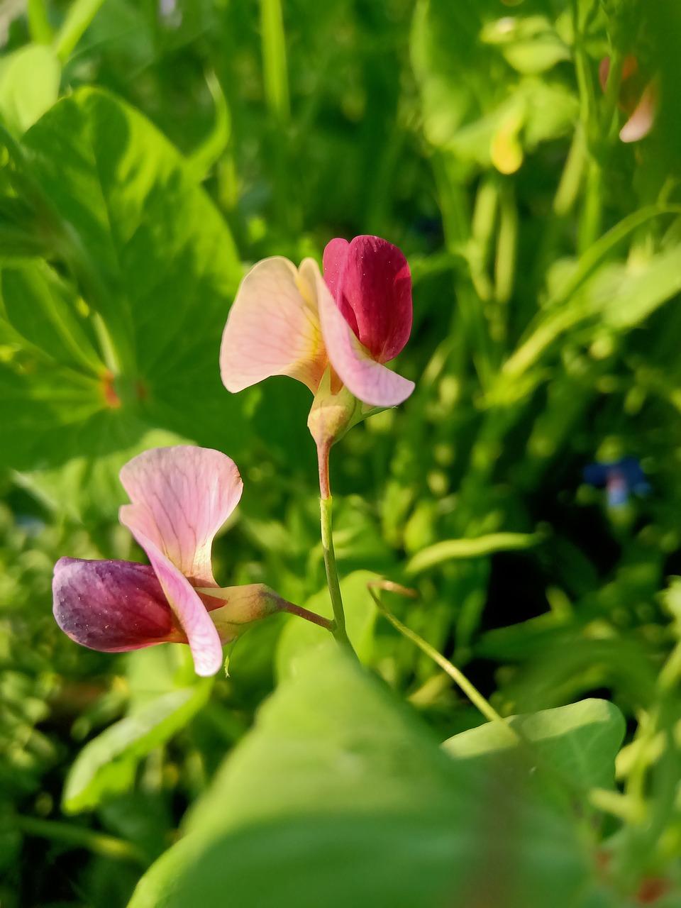 uploads/images/Sweet Pea 5994606_1280