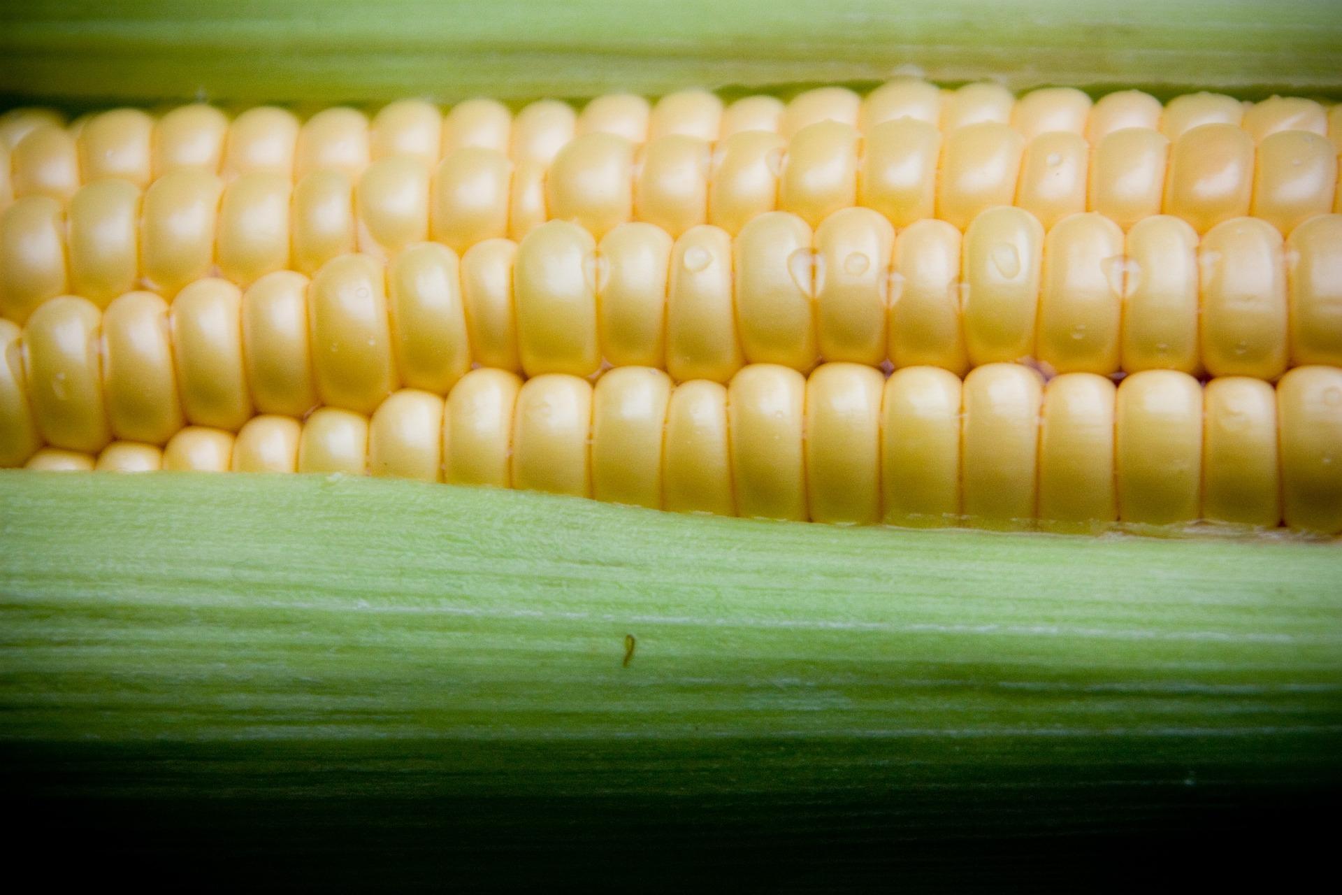 uploads/images/Sweetcorn 18814_1920