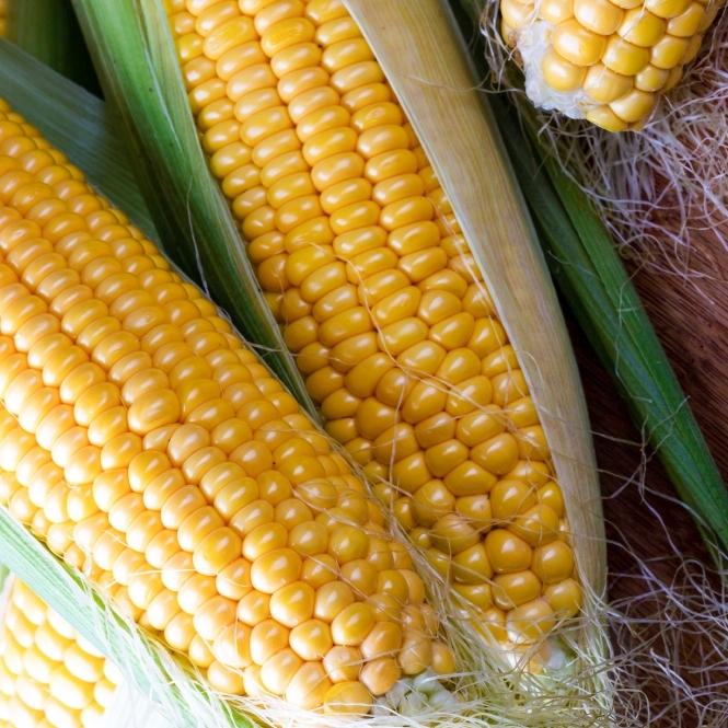 uploads/images/Sweetcorn F1 Incredible Seeds Grow Your Own P5293 40844_medium