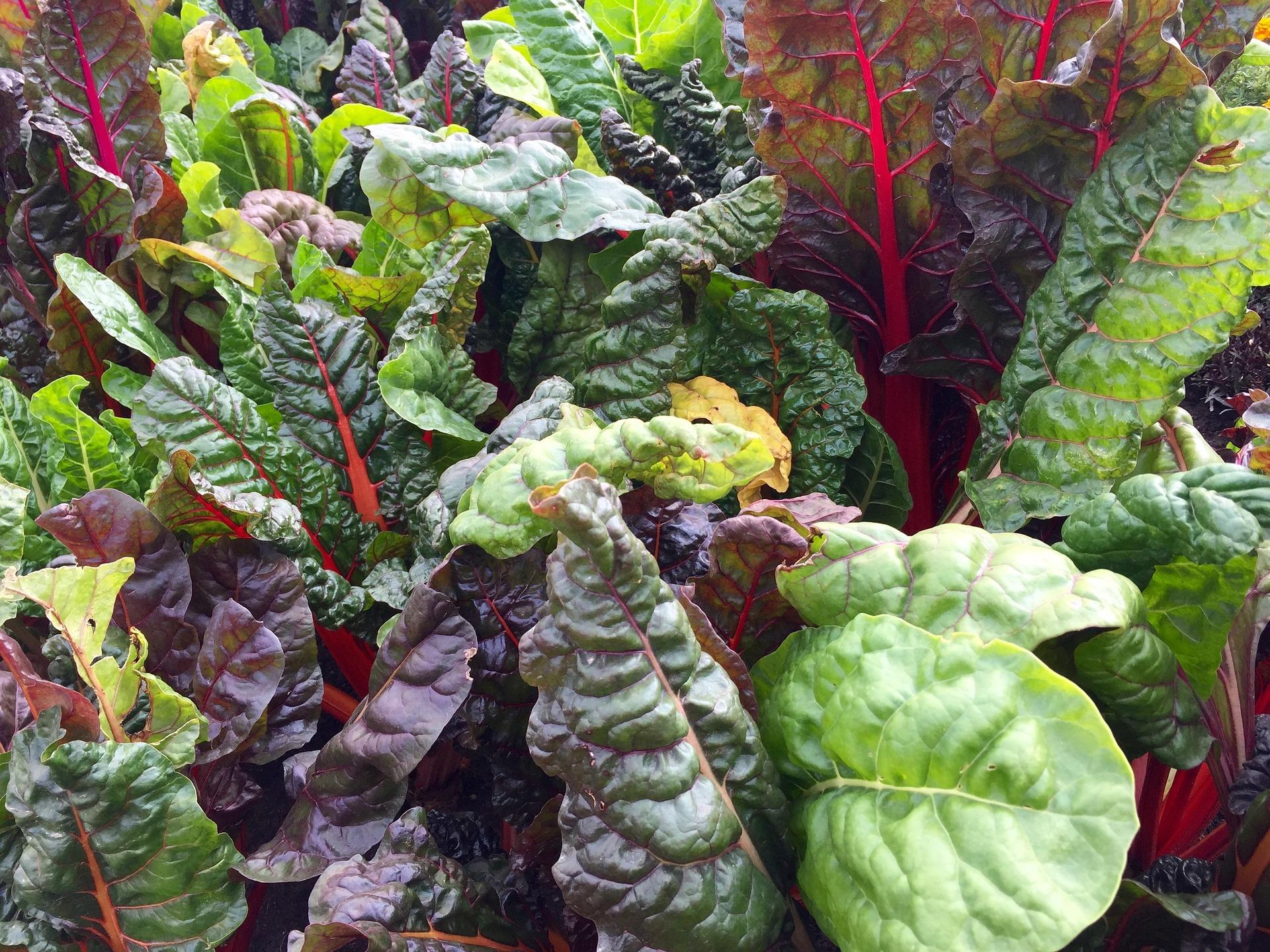 uploads/images/Swiss Chard 2858689_1920