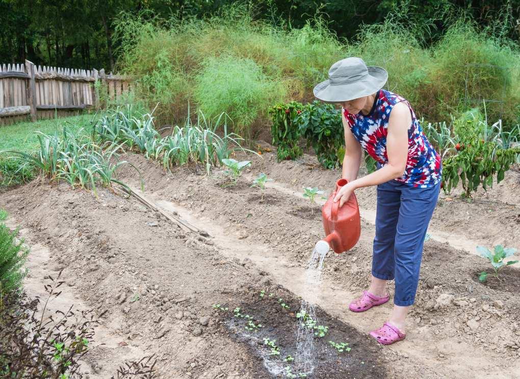 uploads/images/Take Care Plants