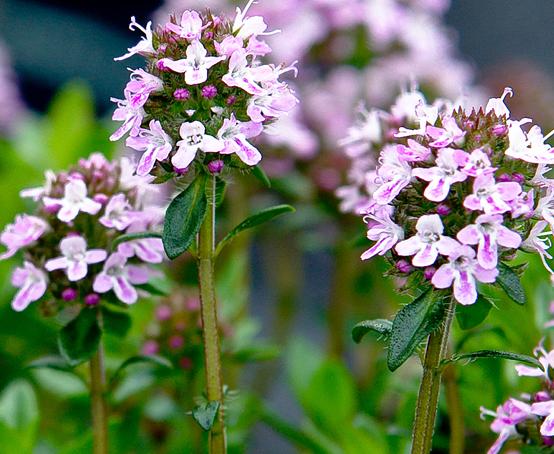 uploads/images/Thyme Jekka