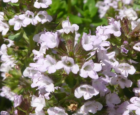 uploads/images/Thyme Lemon