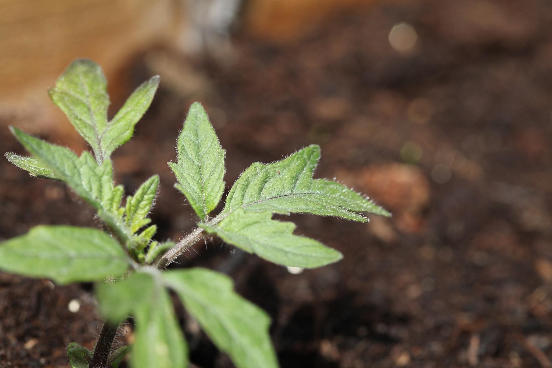 uploads/images/Tomato 5038834_1920