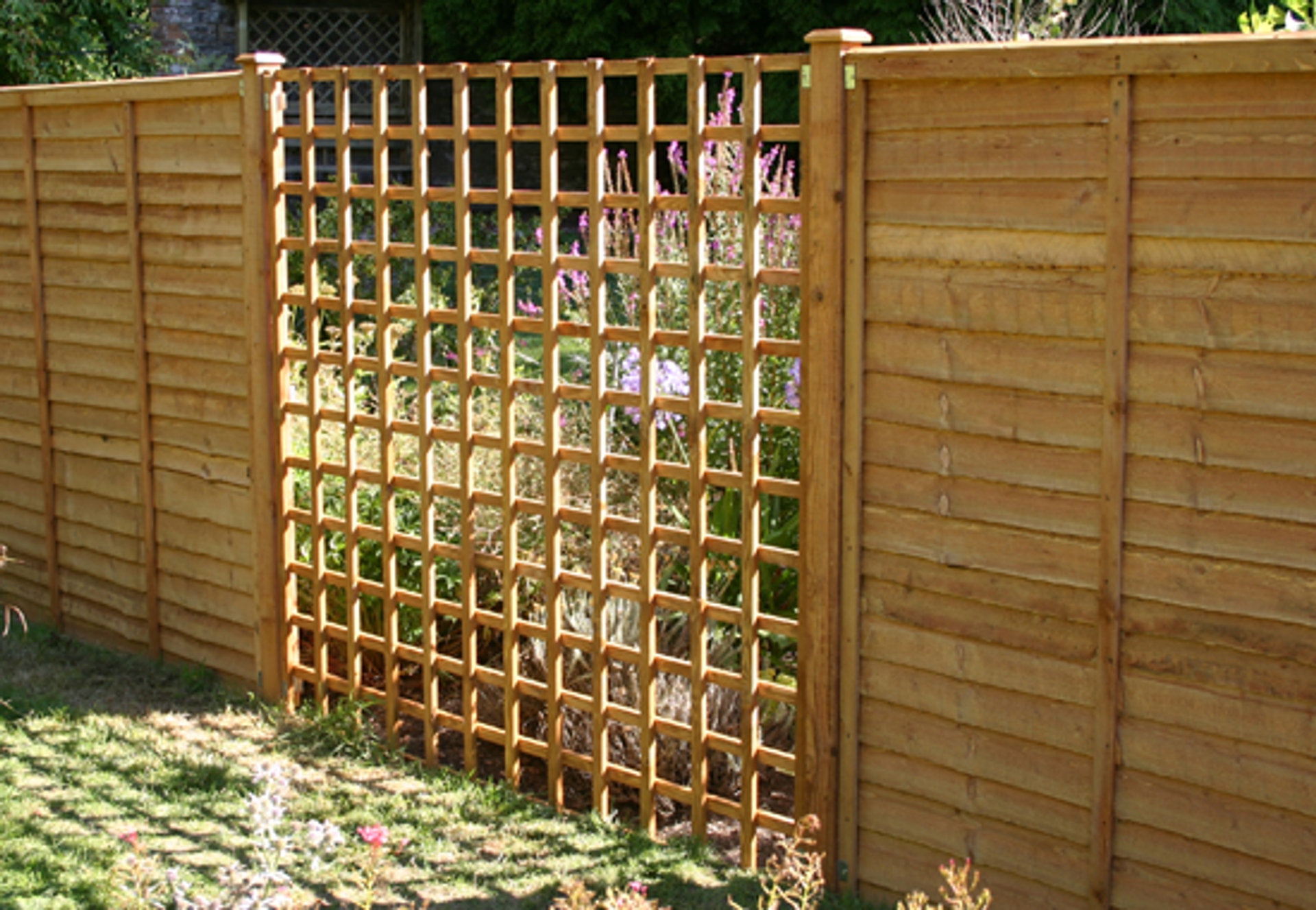 uploads/images/Trellis Photo__59615