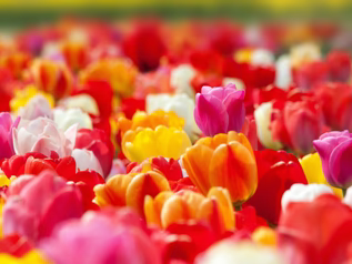 uploads/images/Tulip Banja Luka 2017 2_0f54f95c B5ae 4efe 9e2c C363450dc67d_317x238_crop_center