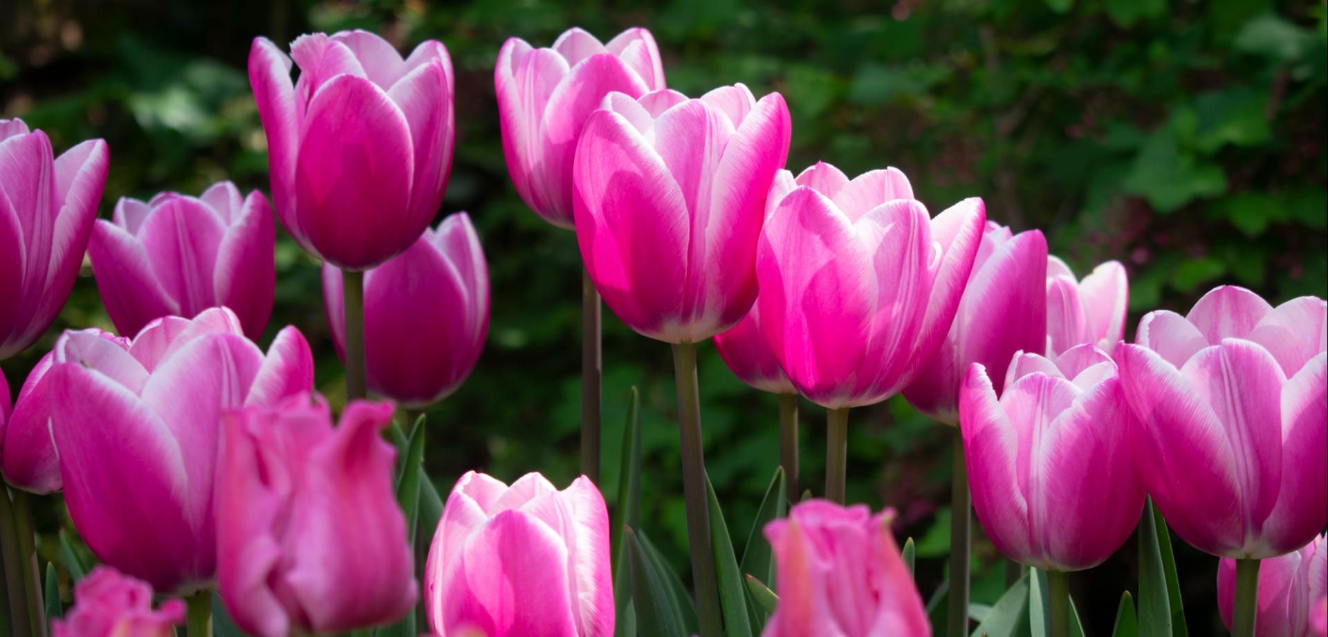 uploads/images/Tulips Gt