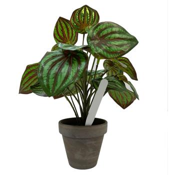 uploads/images/Tynpot000401