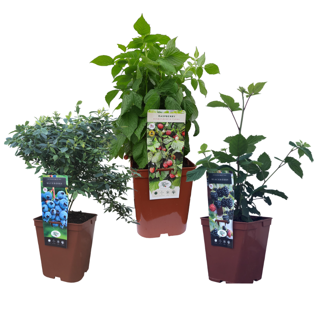 uploads/images/Untitled Design 17