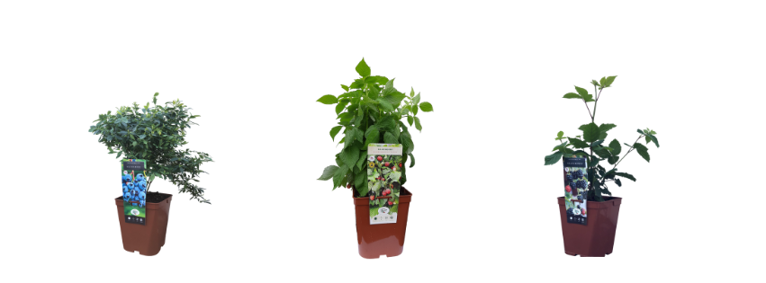 uploads/images/Untitled Design 18