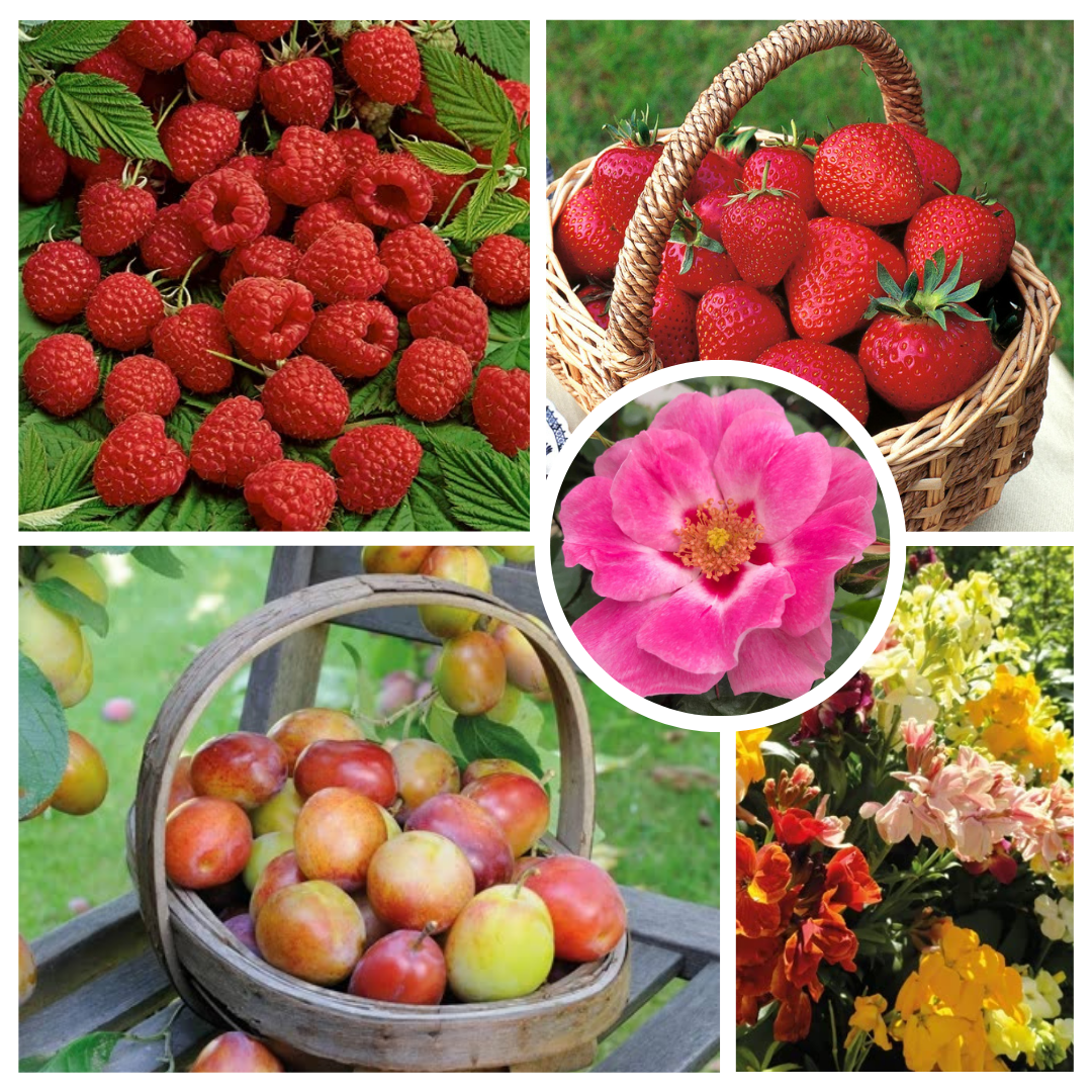 uploads/images/Violet and Green Lavender Photo Collage Instagram Post