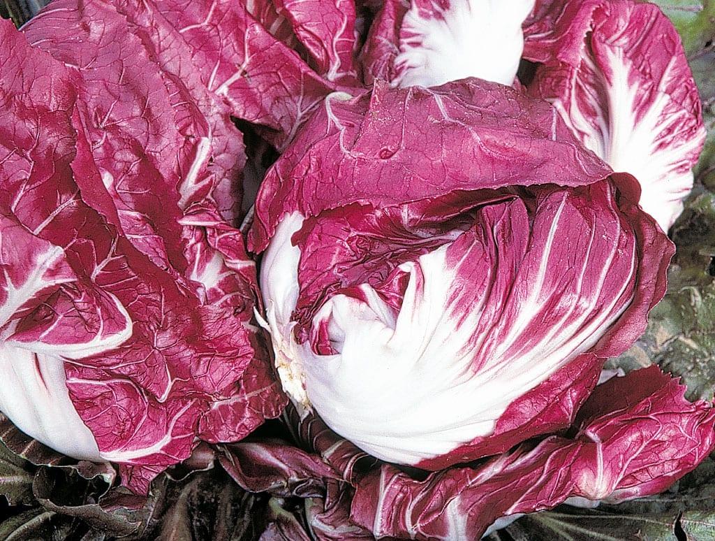 uploads/images/Wd249398chicory 4