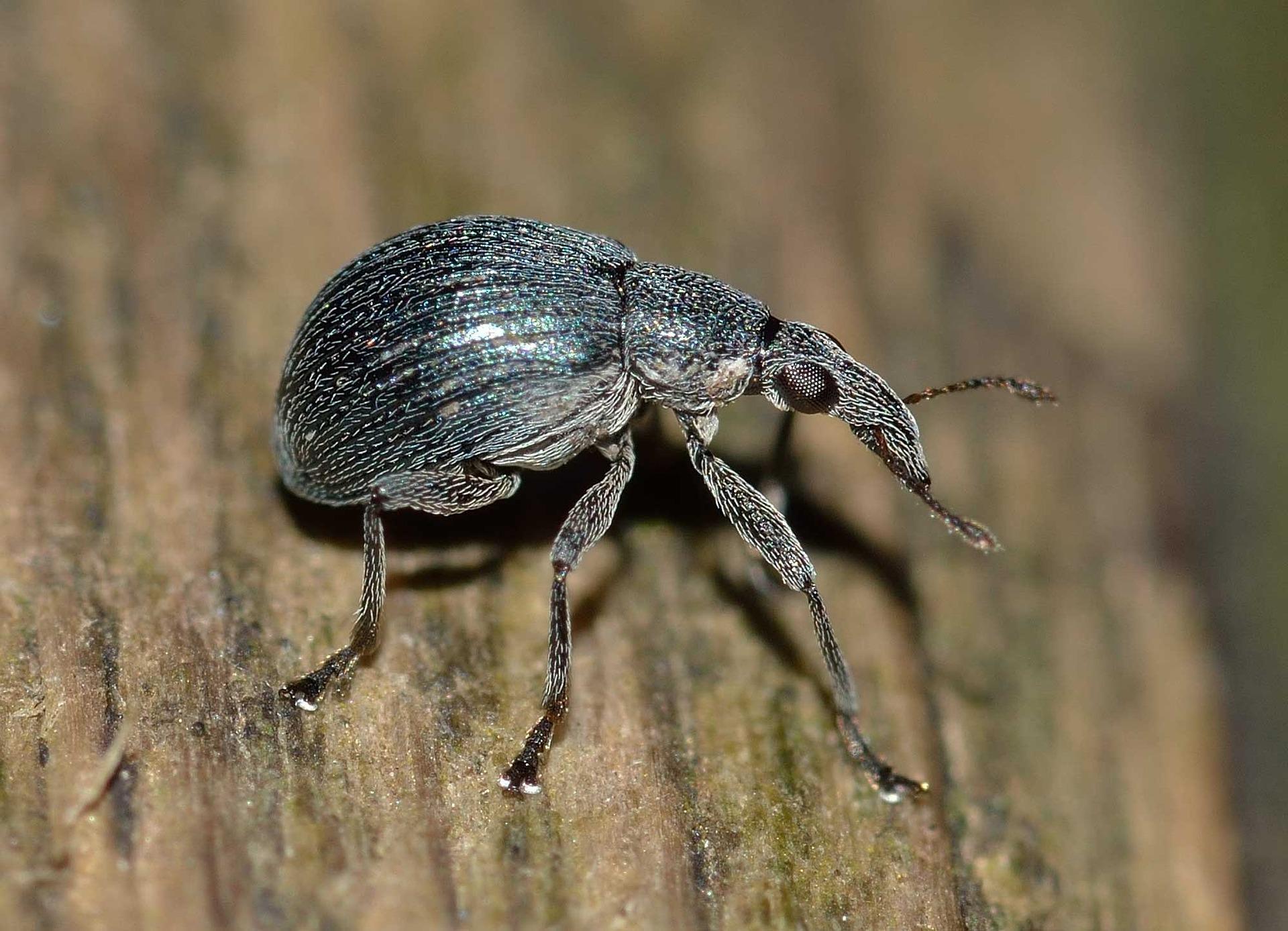 uploads/images/Weevil 560770_1920