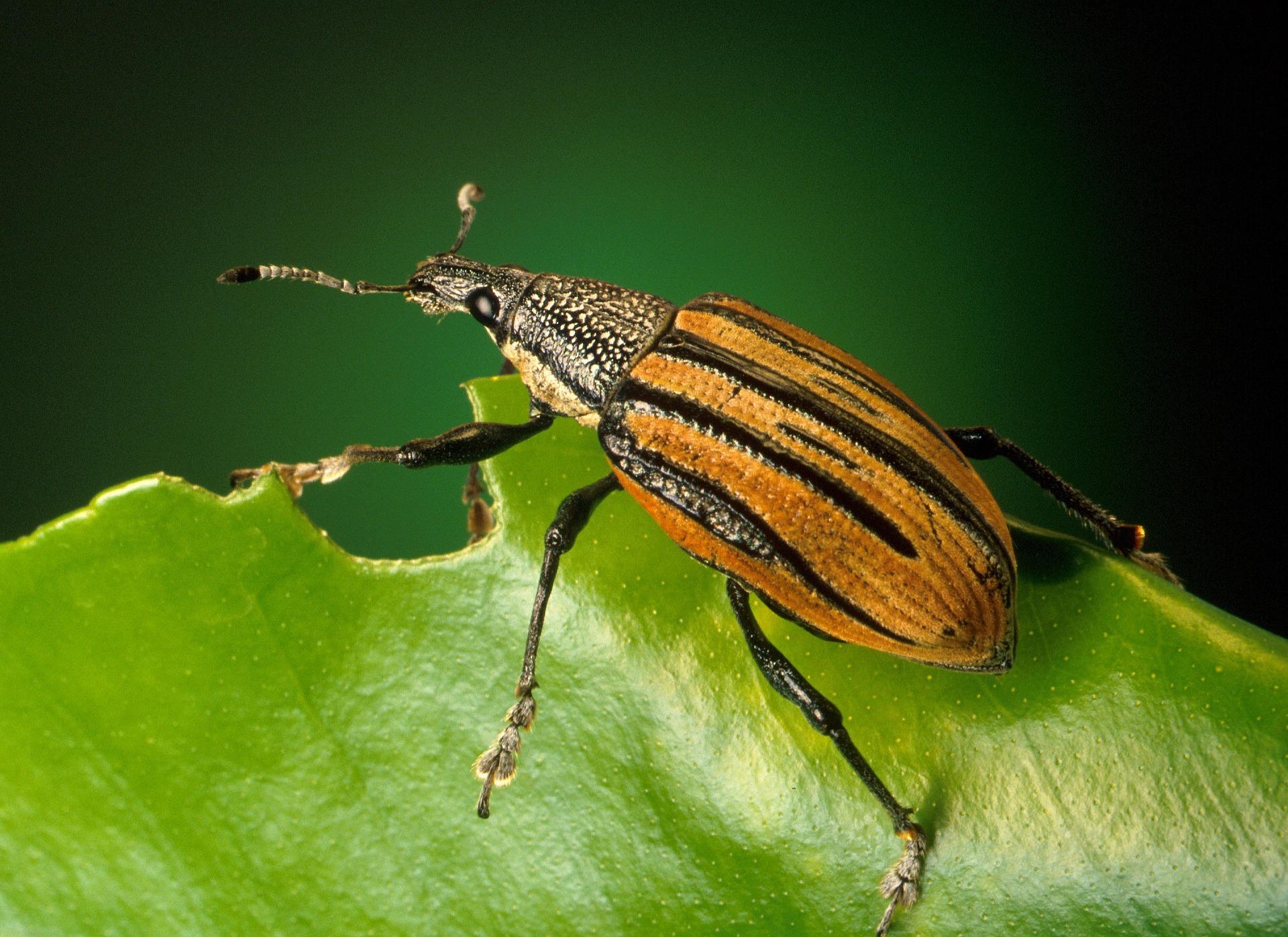 uploads/images/Weevil 60568_1920