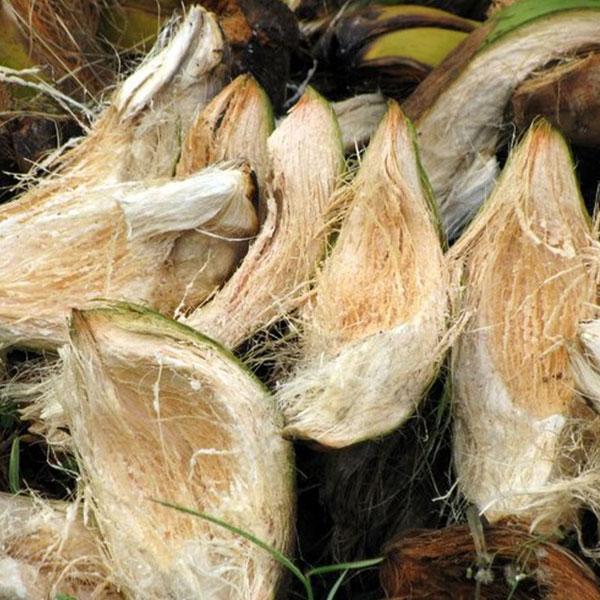 uploads/images/What is Coir