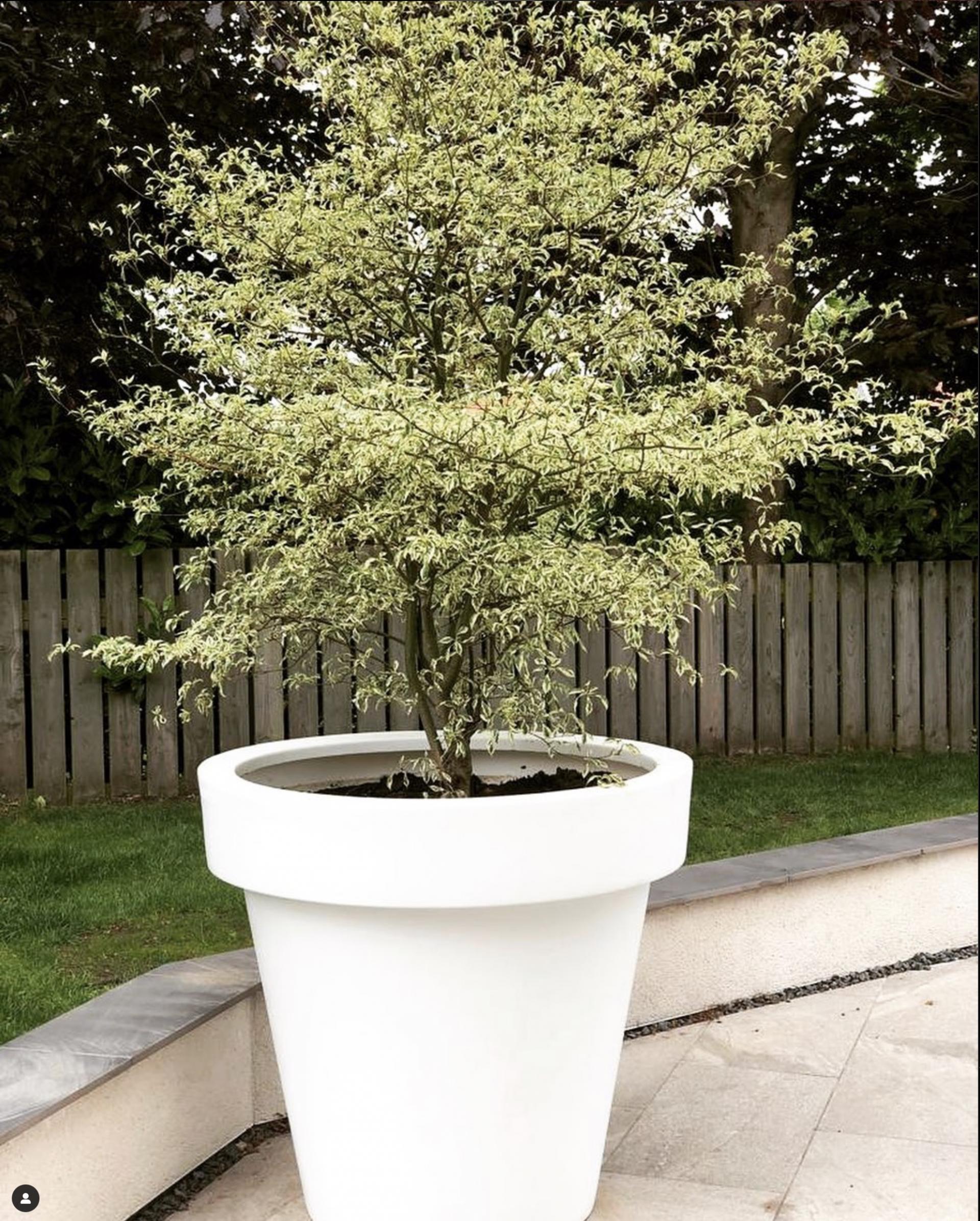 uploads/images/White Biggie